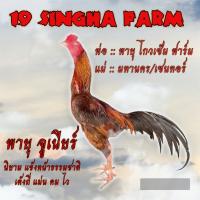 ราคา ไข่เชื้อไก่ชน ลูกพายุ โกวเซ้มฟาร์ม แข้งหน้าธรรมชาติ รับประกันเชื้อ ส่งด่วน (21525928464)
