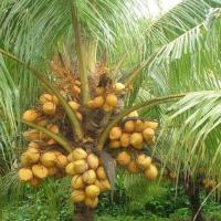 ราคา ต้น หน่อ มะพร้าว มะพร้าวน้ำหอม สีทอง น้ำหวานผลดก สีสวย พันธุ์หายาก พันธุ์เตี้ย 2ปีติดผล สูงไม่เกิน 2 เมตร (3872570918)