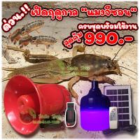 ราคา ชุดล่อแมงจีซอน ดักแมงกะชอน ดักแมงอีซอน ล่อแมลง ครบชุดพร้อมใช้งาน (18855377998)