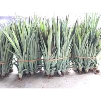 ราคา 50ต้น หน่อสับปะรดตราด ต้นสับปะรดตราด ตราดสีทอง หน่อสับปะรดพันธุ์ตราดสีทอง ต้นสับปะรด สับปะรด (18979232652)