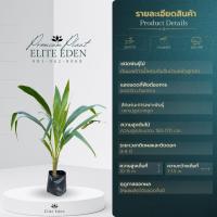 ราคา ต้นมะพร้าวน้ำหอมพันธุ์เตี้ยก้นจีบบ้านแพ้ว สูง 60 200 cm เกรดพรีเมียม ประกันพันธุ์แท้100 น้ำมะพร้าวรสหวานและกลิ่นหอมคล้ายใบเตย (22837909263)