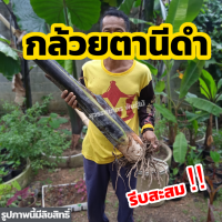 ราคา กล้วยตานีดำ หน่อกล้วยตานีดำ และยังแถมเซ็ทการปลูกให้อีกด้วย กล้วยดำอินโด กล้วยแปลก หายาก หน่ออวบๆใหญ่ๆ พร้อมปลูก เก็บเงินปลายทาง (13394662324)
