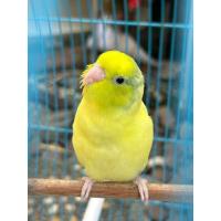 ราคา ไข่เชื้อนกแก้ว เลิฟเบิร์ดขอบตา ไข่เชื้อนกแก้วฟักเป็นตัว รับประกันการจัดส่งหากเสียหายระหว่างจัดส่งทางร้านจะเคลมใบใหม่ให้ทันที (24300950740)