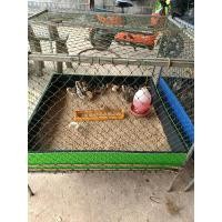 ราคา ถาดรองทราย พร้อม กรงอนุบาลลูกไก่ (23044658302)