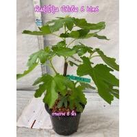 ราคา ต้น มะเดื่อฝรั่ง บีทีเอ็ม6 พันธุ์ญี่ปุ่น ลูกใหญ่ ดก หวาน ส่งเป็นกระถาง 8 นิ้ว btm6 figs tree 8 potted (22846372561)