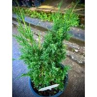 ราคา itoigawa shimpaku ชิมปากุ อิโต ต้นสน อิโตกาว่า ชิมปากุ สนสายพนธุ์ญี่ปุ่น ไม้ประดับ นิยมนำมาทำบอนไซ (23726767870)