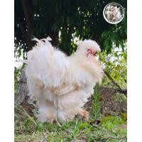 ราคา ไข่เชื้อไก่ซิลกี้ 10 ฟอง (24243768141)