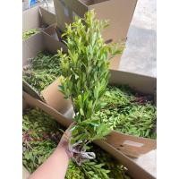 ราคา พร้อมส่ง ไทรเกาหลีกิ่งตอนชุด 50กิ่ง แถมฟรี ปลูกลงดินได้เลย (21445140450)