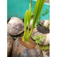 ราคา มะพร้าวน้ำหอม 3หน่อ แฝด3 (20449587720)