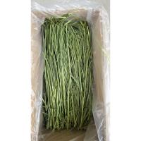 ราคา PET PLAIN 1kg WheatGrassHay วีทกลาส หญ้าแมว ต้นข้าวสาลีอบลมร้อน หญ้ากระต่าย หนูแกสบี้ ชินชิลล่า (24421663512)
