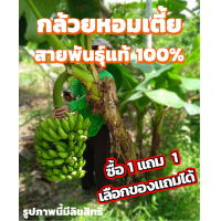 ราคา กล้วยหอมเตี้ย หน่อกล้วยหอมเตี้ย และยังแถมเซ็ทการปลูกให้อีกด้วย สายพันธุ์หายาก พร้อมปลูก ผลสุกเป็นสีเหลือง รสชาติ หอม หวาน อร่อย (13393178698)