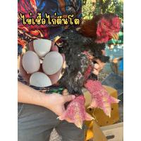 ราคา ไข่เชื้อไก่ตีนโตสายพันธุ์เวียดนามแท้ (24250254586)