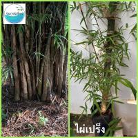 ราคา ไผ่เปร็ง ไผ่ไม้ตะพต ไผ่หายาก ไม้เนื้อแข็ง ชำเหง้า เพาะในถุงดำ ขนาดความสูง 80 ซม ไผ่เปร็ง ไผ่ไม้ตะพต (23261823522)
