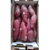 ราคา มันหวาน สายพันธ์เบนิฮารุกะ Sweet Potato Beni Haruka 5 Kgs (8219806986)