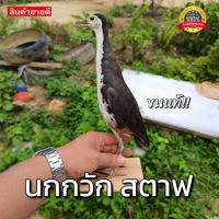 ราคา นกกวักสตาฟ นกกวักต่อ แท้100 ใช้งานได้ผล100 เก็บเงินปลายทาง (18579961795)