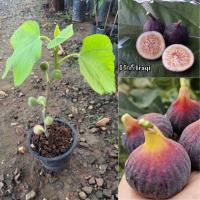 ราคา ต้นมะเดื่อฝรั่ง พันธุ์อีรักกี้ ต้นตอนกิ่ง ติดผลแล้ว พร้อมส่ง (24268083288)