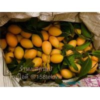 ราคา มะยงชิดสด ลูกใหญ่ คัดลูกสวย 10 14 ลูก ต่อ 1 กิโล มะยงชิดคัดไซส์ มะยงชิด (21479922367)