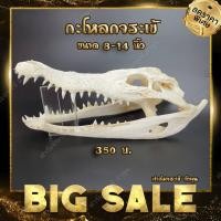 ราคา กะโหลกจระเข้ หัวจระเข้ เพื่อการศึกษา ลักษณะทางกายะภาพ จากฟาร์มจระเข้ ลำพูน ขนาด 8 14 นิ้ว คละไซส์ สุ่มขนาดให้ (17568837189)
