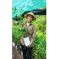 ราคา ไผ่บงหวานเพชรน้ำผึ้งเบอร์ 9 ของเเท้ 100 ไผ่ทานดิบได้ หวาน กรอบอร่อย ไม่มีสาร ไซยาไนด์ ทานได้ทุกวัย 1 ต้น 500 (14761455483)