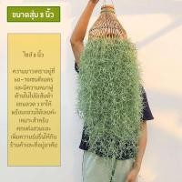 ราคา เคราฤาษีใส่สุ่ม หนวดฤาษี มอสสเปน Spanish Moss ไม้ฟอกอากาศกรองฝุ่น pm 2 5 มีขนาด 6 นิ้วและ 8 นิ้ว เคราพร้อมแขวน ต้นไม้ตกแต่งสวน (18607489126)
