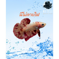 ราคา ปลากัดนีโม่ ลายไฟ ส้ม แดง ปลาสวย เต็มฟอร์ม มีประกัน (24237429549)