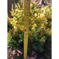 ราคา สนญี่ปุ่นอิโตกาว่า ชิมปากุใบสีทอง itoigawa shimpaku (24362713414)