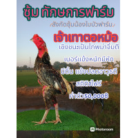 ราคา เจ้าเทา ตอหม้อ ไข่ไก่ชนพม่า เชิงชนเบอร์เเข้งที่หนักหน่วง ไข่ชุดพิเศษรับประกันแท้100 (22037544564)