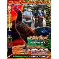 ราคา ไข่เชื้อไก่ชนพม่าสายเลือดเงินล้านพิเศษ5ฟอง480บาท (17459945360)