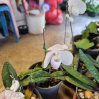 ราคา กล้วยไม้รองเท้านารี ขาวสตูล เหลืองตรัง เหลืองกระบี่ (19169788692)