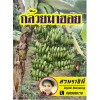 ราคา กล้วยมาฮอย 1หน่อ กล้วยที่ออกเครือได้ 2 4 เครื่อ ในต้นเดียว อยู่ในตระกูลกล้วยหอม ของแท้ต้องสวนราชินี (20426867788)