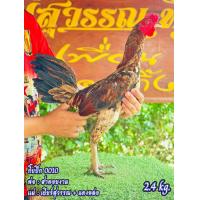 ราคา ไข่ไก่ชน ลูกสาดอยงาม ชุด3ไบ รับประกันเชื้อจัดส่งไว (23538023757)