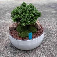 ราคา บอนไซ ต้นสนเลื้อยญี่ปุ่น พร้อมกระถางเซรามิก7 นิ้ว เลือกฟอร์มต้นได้ในตัวเลือก (23070802320)