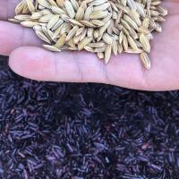 ราคา พันธุ์ข้าวเหนี่ยวดำ ข้าวลืมผัว ข้าวก่ำ แพ็คประหยัด 5 กิโลกรัม (6494136694)