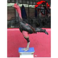 ราคา ไข่ไก่ชน ง่อน 100 สาย 17 ยก รับประกันเชื้อ ส่งด่วน (18225985077)