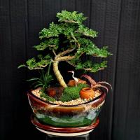 ราคา บอนไซมะสังดัด แนวสวนถาด ไม้เลี้ยงแดดรำไร เลี้ยงง่าย (7940333387)