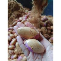 ราคา เมล็ดทุเรียนป่า เมล็ดใหญ่ แข็งแรง อัตราการงอกดี เป็นต้นพันธุ์ได้ดี (24473625915)