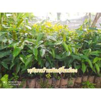 ราคา ต้นกล้าทุเรียนบ้าน ชุดละ 10 ต้น แถมฟรี 1 ต้น สูง 50 80 ซม (21987016361)