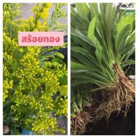 ราคา ดอกสร้อยทอง ต้นพันธุ์สร้อยทอง 100 ต้น (17031825889)