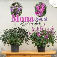 ราคา Treeno 9 T200 อาจูก้า ชมพู Mana Lavender Pink กระถางแขวน 8 นิ้ว สูง 50 60 ซม ไม้ประดับ ดอกไม้กินได้ ไม้มงคล ต้นไม้ (16401428871)