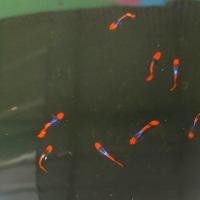 ราคา โค่ย สีสวยๆ น่ารัก รหัส ผ2ม2 ผ3 แถมอาหารปลาหางนกยูงสูตรเร่งสี (24420255146)