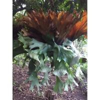 ราคา เฟิร์นชายผ้าสีดา ปลูกติดง่าย พร้อมส่ง 1 ชุดมี 3 ชิ้น (23523140509)