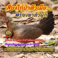 ราคา เสียงไก่ป่าตัวเมียก๋อยหาคู่เสียงนี้เข้าไว เสียงต่อไก่ป่า ต่อเข้าเร็ว USBแฟลชไดร์ฟเสียงต่อไก่ป่า เสียงดี ชัด100 ไม่มีโฆษณาแทรก MP3 เสียงต่อสัตว์ (22224564248)