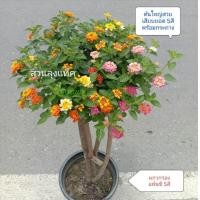 ราคา ผกากรอง เสียบยอด รวมสีแฟนซี ต้นผกากรอง ดอกผกากรอง ไม้ดอก ทรงสวยพร้อมกระถาง สวนลุงแท็ค (21401257836)