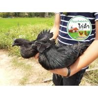 ราคา ไข่เชื้อไก่ดำอินโดนีเซีย ชุดละ 399 บาท มี 6 ฟอง แถมกันแตก 1 ฟอง เลือด 100 (10400183703)