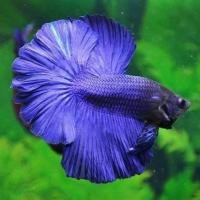 ราคา พ่อพันธุ์แท้ เกรดA ปลาสวยงาม ปลากัด ฮาฟมูน เกรดส่งออก สีสดใส (16764331605)