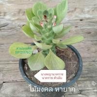 ราคา ว่านพญานาคราช ว่านนาคราช ตัวผู้ ต้นนาคราช นาคราช ต้นไม้มงคล สวนลุงแท็ค (16416131611)
