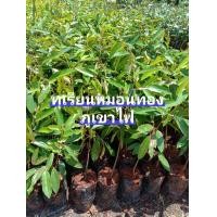 ราคา ต้นทุเรียนภูเขาไฟ 100 หมอนทอง จัดส่งพร้อมถุงชำ4นิ้วสูง60 80cmเนื้อดี หวานมัน เนื้อแห้ง ความพิเศษของทุเรียนภูเขาไฟศรีสะเกษ ส่วนใหญ่จะเป็นทุเรียนพันธุ์หมอนทอง และแม้ว่าสายพันธุ์ทุเรียนหมอนทองที่ปลูกอยู่