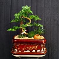 ราคา บอนไซมะสังดัดเจดีย์ กระถางเซรามิค 6 นิ้ว ไม้มงคลเสริมโชคลาภ เงินทอง ความเป็นสิริมงคล (10315038862)