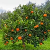 ราคา ้ต้นส้มวอชิงตัน นาเวล Washington Navel Orange ต้นเสียบยอด สูง 40 60 ซ ม (23795224152)