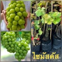 ราคา ต้นองุ่น กิ่งองุ่นติดตาพร้อมปลูก พันธุ์ไซมัสคัส สายพันธุ์ญี่ปุ่น (21090194020)